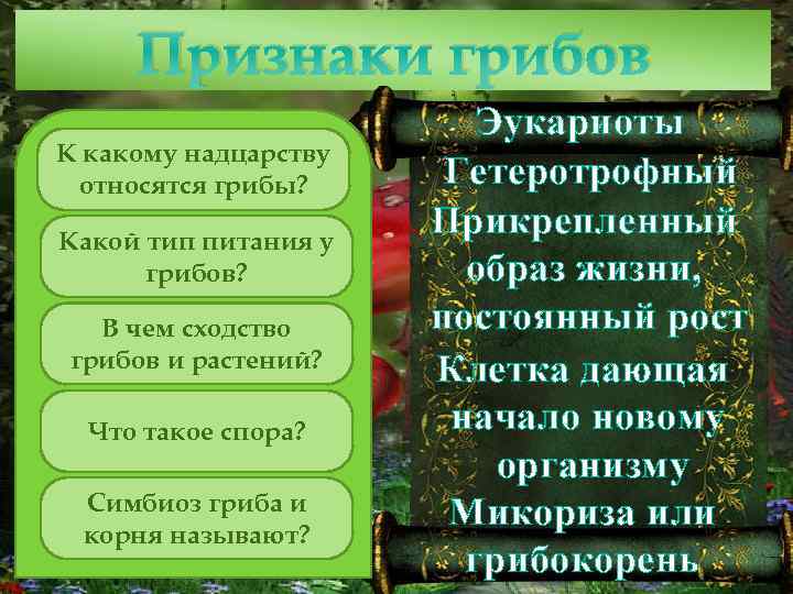 Признаки грибов К какому надцарству относятся грибы? Какой тип питания у грибов? В чем