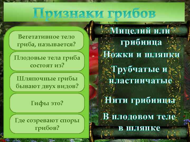 Признаки грибов Вегетативное тело гриба, называется? Плодовые тела гриба состоят из? Шляпочные грибы бывают