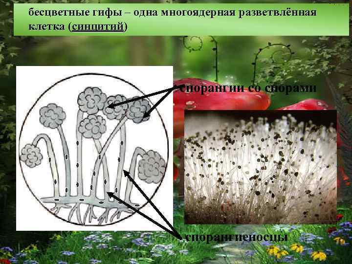 бесцветные гифы – одна многоядерная разветвлённая клетка (синцитий) спорангии со спорами спорангиеносцы 