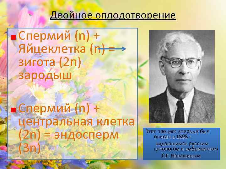 Двойное оплодотворение Спермий (n) + Яйцеклетка (n) = зигота (2 n) зародыш Спермий (n)