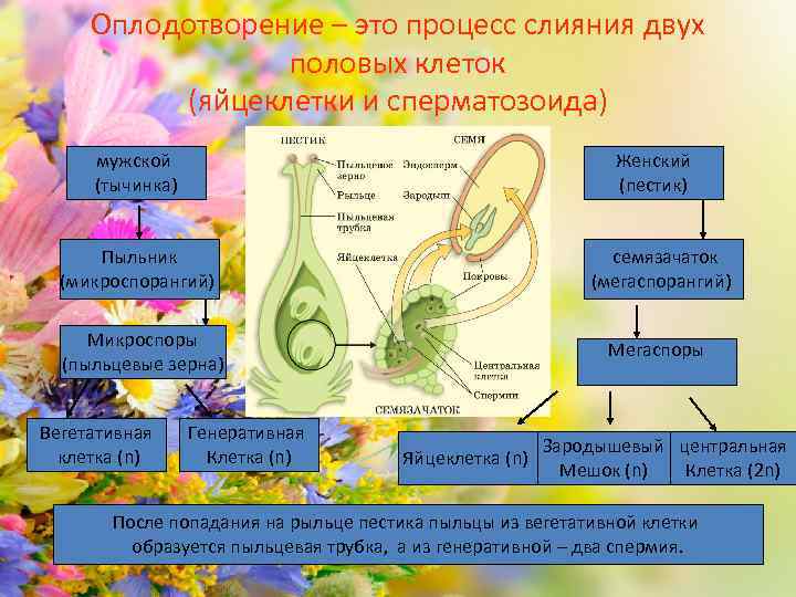 Оплодотворение – это процесс слияния двух половых клеток (яйцеклетки и сперматозоида) мужской (тычинка) Женский