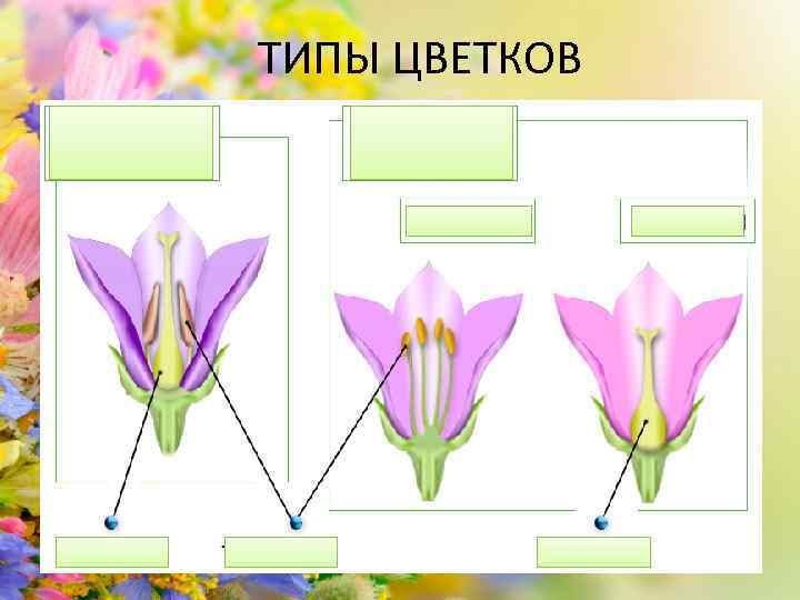 ТИПЫ ЦВЕТКОВ 