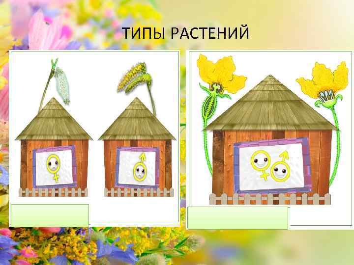 ТИПЫ РАСТЕНИЙ 