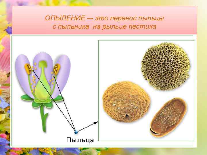 ОПЫЛЕНИЕ –- это перенос пыльцы с пыльника на рыльце пестика 