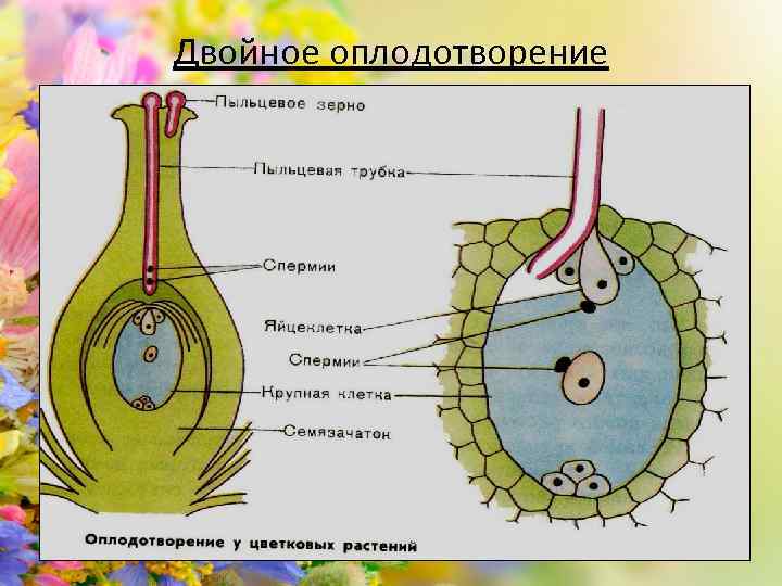 Двойное оплодотворение 