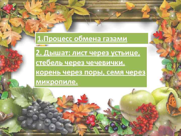 1. Процесс обмена газами 2. Дышат: лист через устьице, стебель через чечевички, корень через