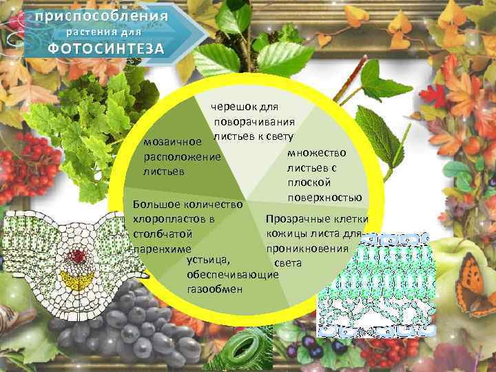 приспособления растения для ФОТОСИНТЕЗА черешок для поворачивания мозаичное листьев к свету множество расположение листьев