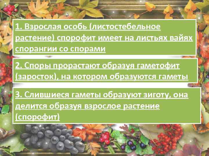 1. Взрослая особь (листостебельное растение) спорофит имеет на листьях вайях спорангии со спорами 2.
