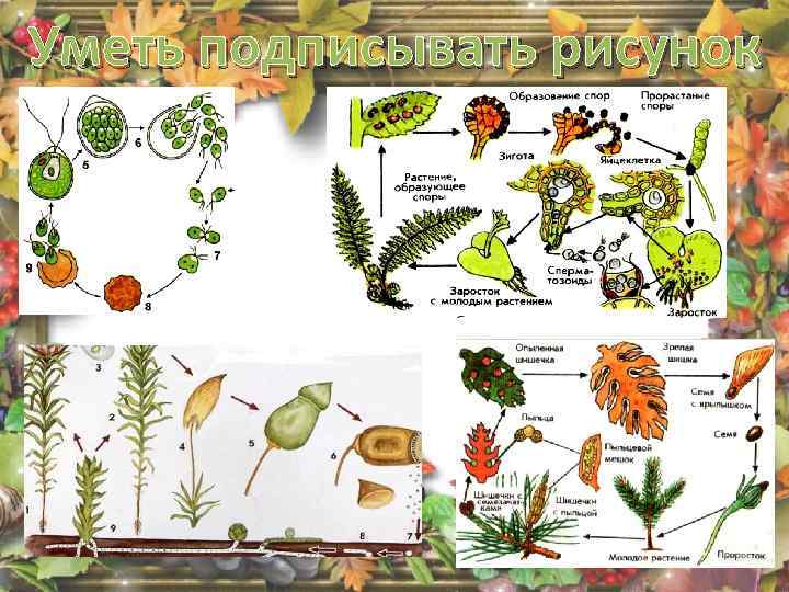 Уметь подписывать рисунок 