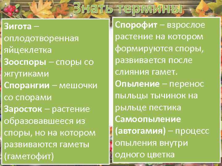 Знать термины Зигота – оплодотворенная яйцеклетка Зооспоры – споры со жгутиками Спорангии – мешочки
