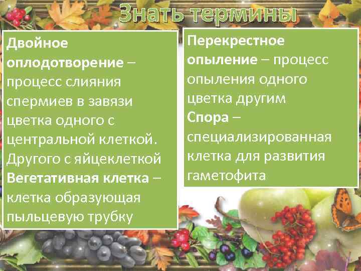 Знать термины Двойное оплодотворение – процесс слияния спермиев в завязи цветка одного с центральной