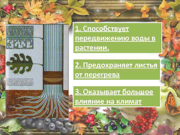 1. Способствует передвижению воды в растении. 2. Предохраняет листья от перегрева 3. Оказывает большое
