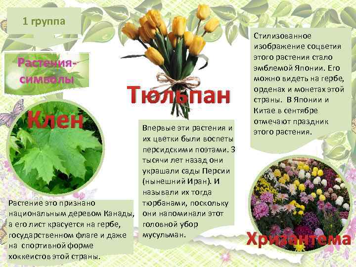 1 группа Растениясимволы Клен Тюльпан Впервые эти растения и их цветки были воспеты персидскими