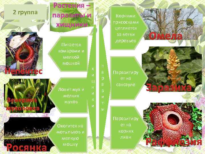 2 группа Непентес Венерина мухоловка Росянка Растения – паразиты и хищники Питается комарами и