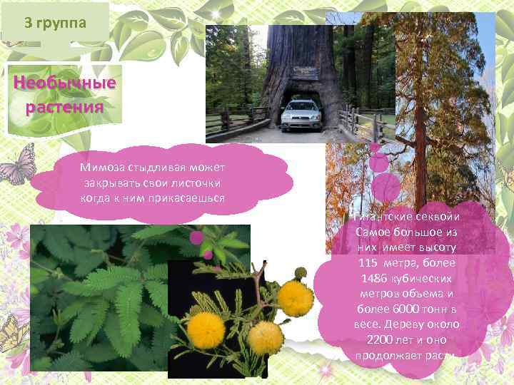 3 группа Необычные растения Мимоза стыдливая может закрывать свои листочки когда к ним прикасаешься