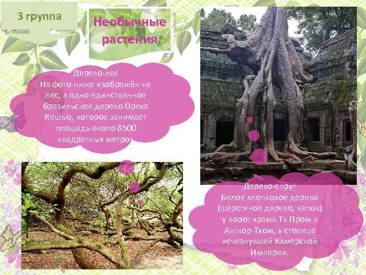 3 группа Необычные растения Дерево-лес На фото ниже изображён не лес, а одно единственное