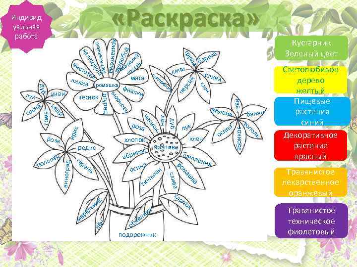 н л об подорожник к рс и пе ок ик банан то по ль