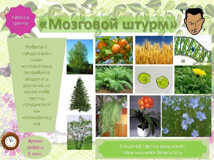 Работа в группах «Мозговой штурм» Работая с представлен ными материалами попробуйте разделить растения на
