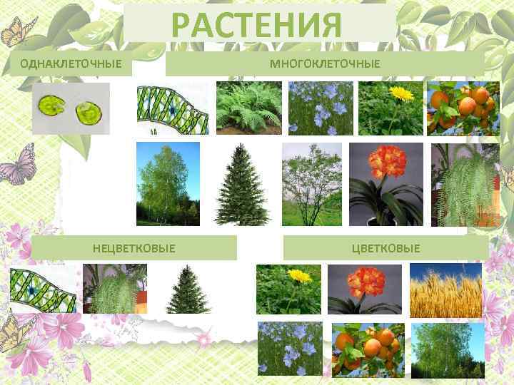 РАСТЕНИЯ ОДНАКЛЕТОЧНЫЕ НЕЦВЕТКОВЫЕ МНОГОКЛЕТОЧНЫЕ ЦВЕТКОВЫЕ 