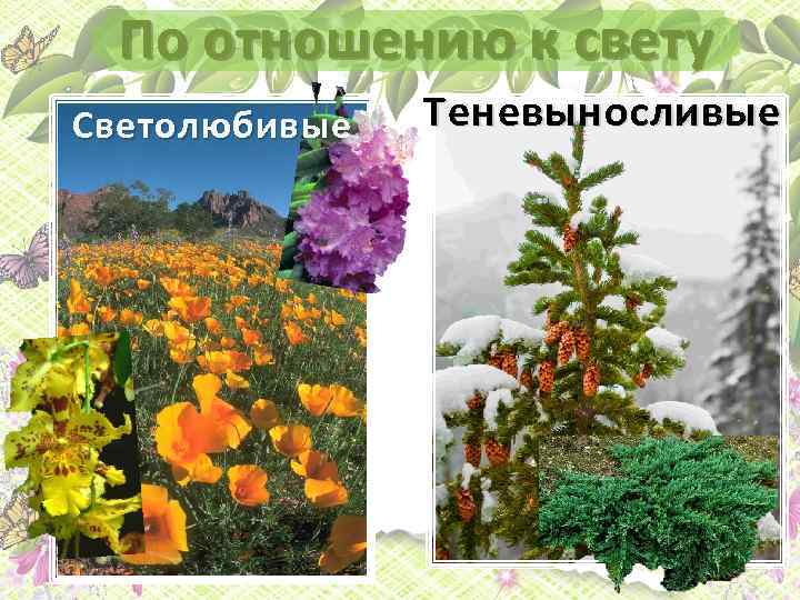 По отношению к свету Светолюбивые Теневыносливые 