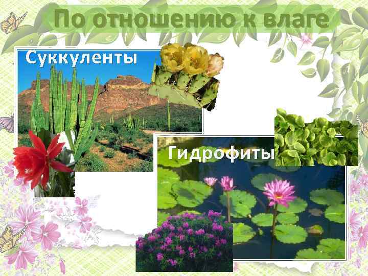 По отношению к влаге Суккуленты Г идрофиты 