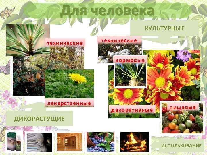 Для человека КУЛЬТУРНЫЕ технические кормовые лекарственные декоративные пищевые ДИКОРАСТУЩИЕ ИСПОЛЬЗОВАНИЕ 
