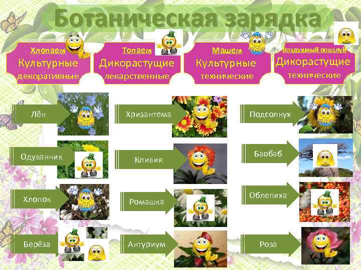 Ботаническая зарядка Хлопаем Культурные декоративные Лён Одуванчик Топаем Дикорастущие лекарственные Хризантема Кливия Хлопок Ромашка