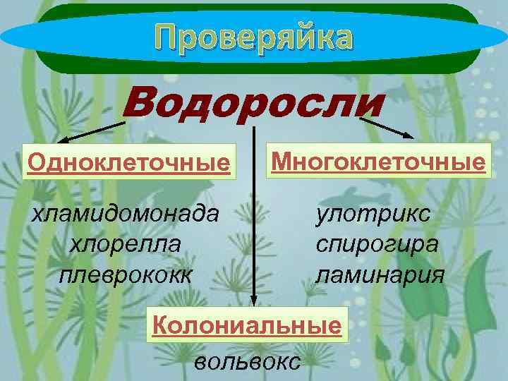 Проверяйка Водоросли Одноклеточные Многоклеточные хламидомонада хлорелла плеврококк улотрикс спирогира ламинария Колониальные вольвокс 