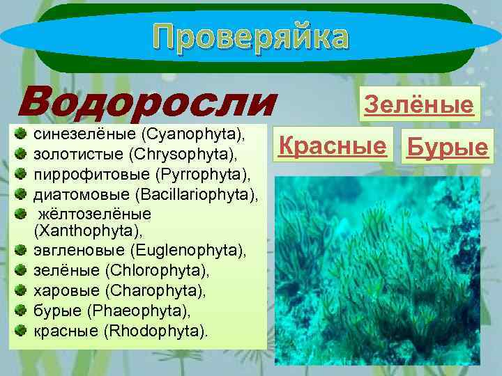Признак относящийся к водорослям. Синезелёные водоросли цианобактерии. Цианобактерии сине-зеленые водоросли. Cyanophyta водоросли. Синезеленые водоросли систематика.