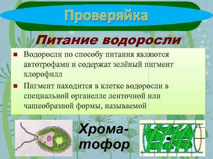 Клетки автотрофных и гетеротрофных организмов