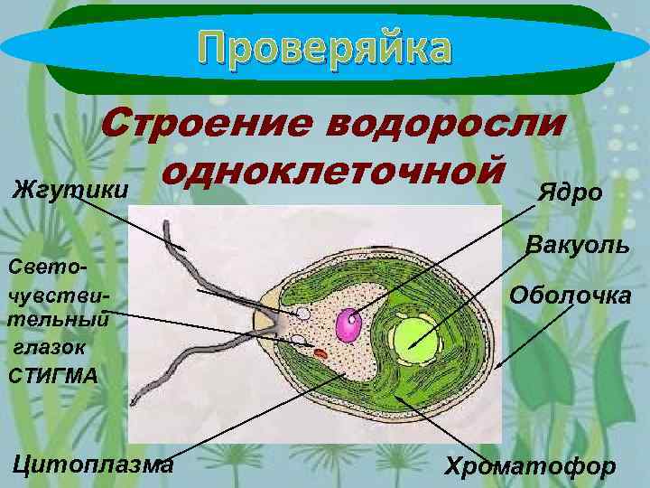 Что обозначено на рисунке цифрой 4 ядро цитоплазма пищеварительная вакуоль ложноножки псевдоподии