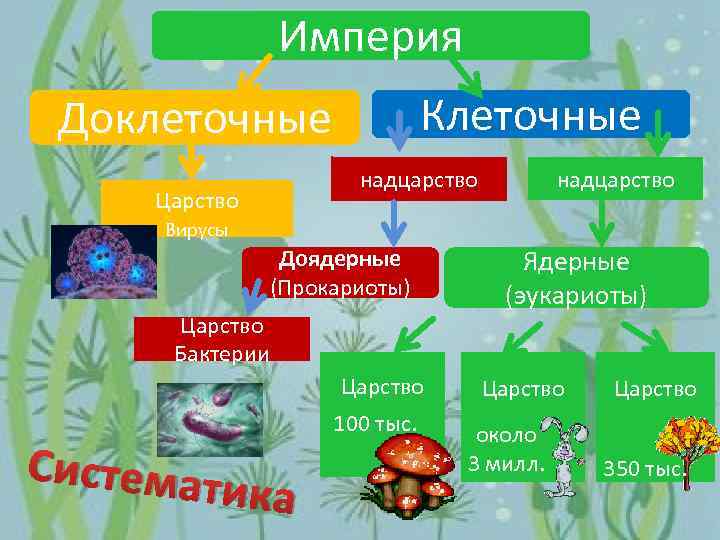 Назовите надцарство организмов к которому относят изображенную на рисунке клетку