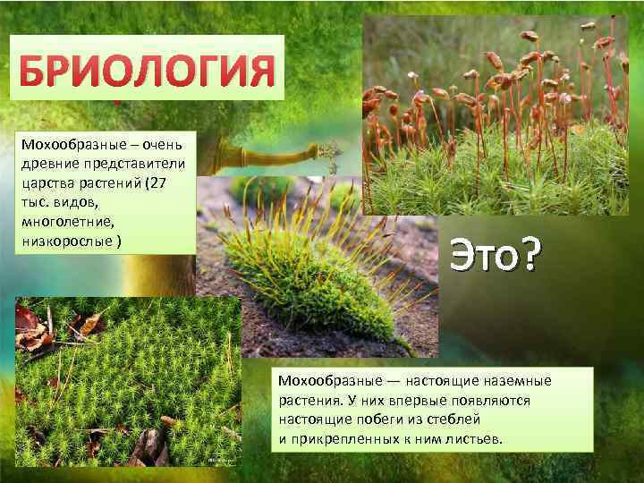 Какая наука БРИОЛОГИЯ изучает? Мохообразные – очень древние представители царства растений (27 тыс. видов,