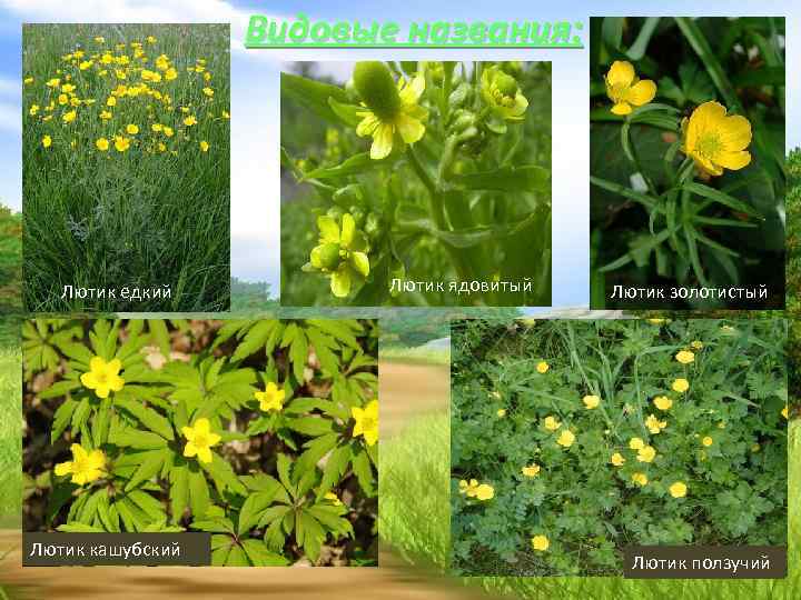Видовые названия: Лютик едкий Лютик кашубский Лютик ядовитый Лютик золотистый Лютик ползучий 