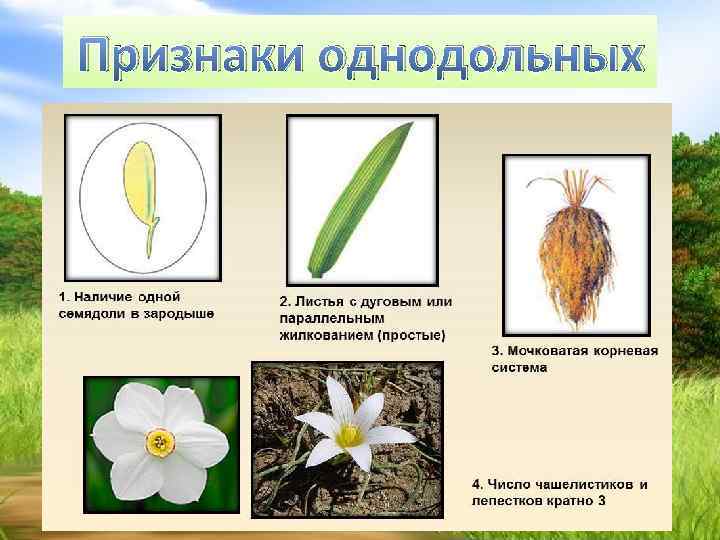 Какие растения однодольные