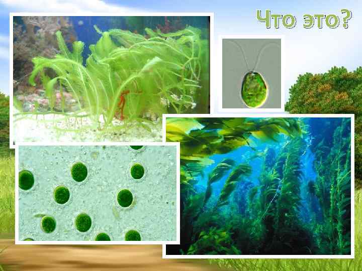 Что это? 