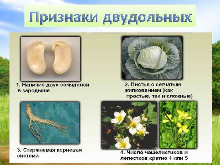 Признаки двудольных 