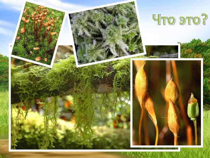 Что это? 