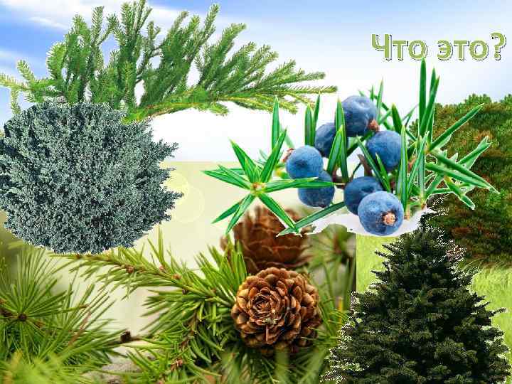 Что это? 