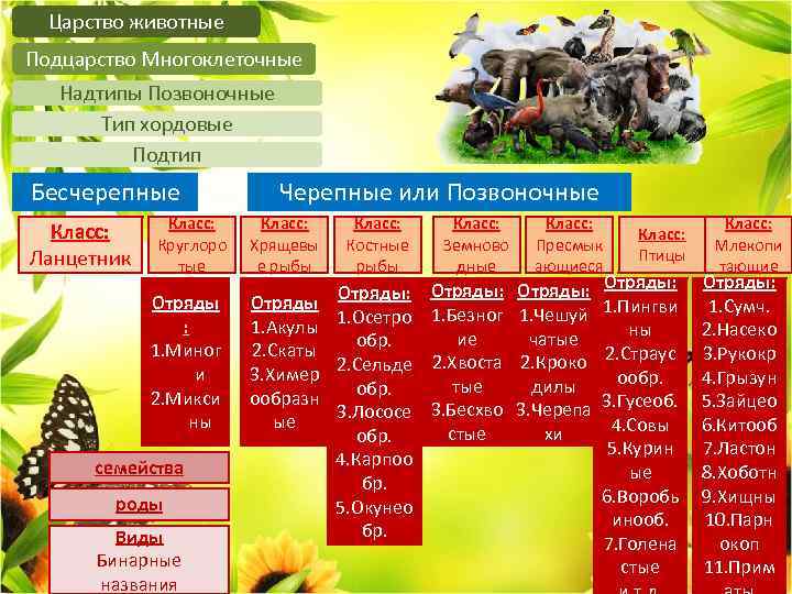 Царство животные Подцарство Многоклеточные Надтипы Позвоночные Тип хордовые Подтип Бесчерепные Класс: Ланцетник Класс: Круглоро