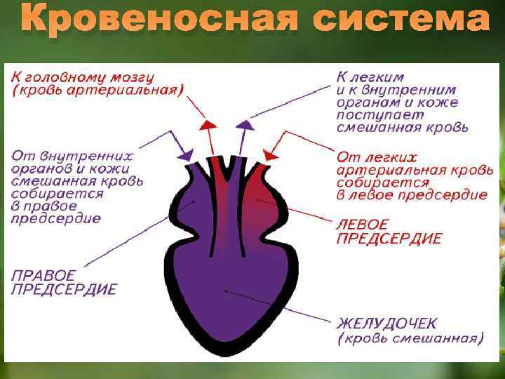 Кровеносная система 