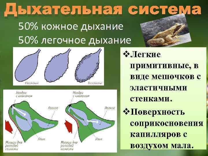 Дыхательная система 50% кожное дыхание 50% легочное дыхание v. Легкие примитивные, в виде мешочков