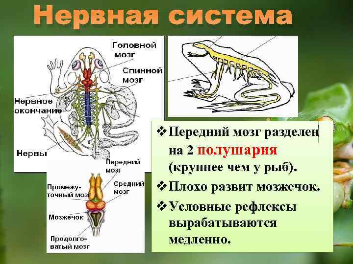 Нервная система v Передний мозг разделен на 2 полушария (крупнее чем у рыб). v