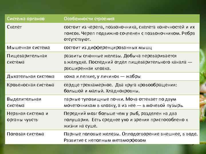 Система органов Особенности строения Скелет состоит из черепа, позвоночника, скелета конечностей и их поясов.