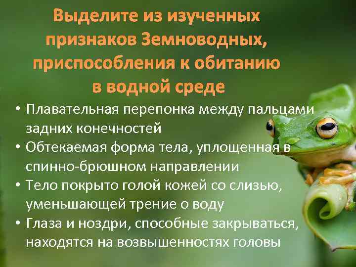 Выделите из изученных признаков Земноводных, приспособления к обитанию в водной среде • Плавательная перепонка