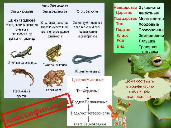 кла фи сси ия кац Дома составить классификацию любых трех земноводных! 