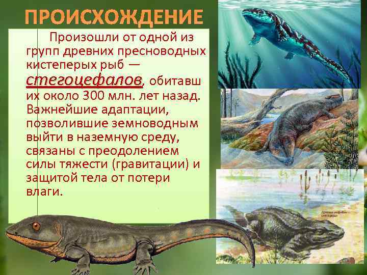 ПРОИСХОЖДЕНИЕ Произошли от одной из групп древних пресноводных кистеперых рыб — стегоцефалов, обитавш их