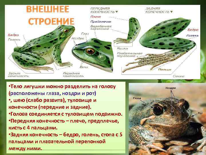 ВНЕШНЕЕ СТРОЕНИЕ • Тело лягушки можно разделить на голову (расположены глаза, ноздри и рот)