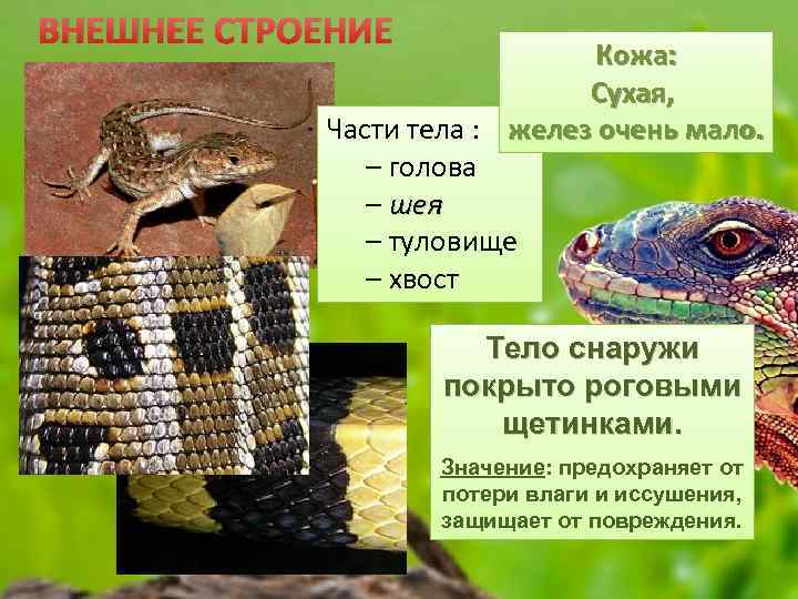 ВНЕШНЕЕ СТРОЕНИЕ Кожа: Сухая, Части тела : желез очень мало. – голова – шея