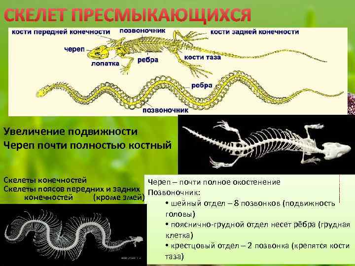 СКЕЛЕТ ПРЕСМЫКАЮЩИХСЯ Увеличение подвижности Череп почти полностью костный Скелеты конечностей Череп – почти полное